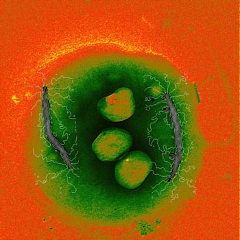 University of Cambridge Department of Materials Science & Metallurgy Gallery, Magnetic field lines in a bacterial cell